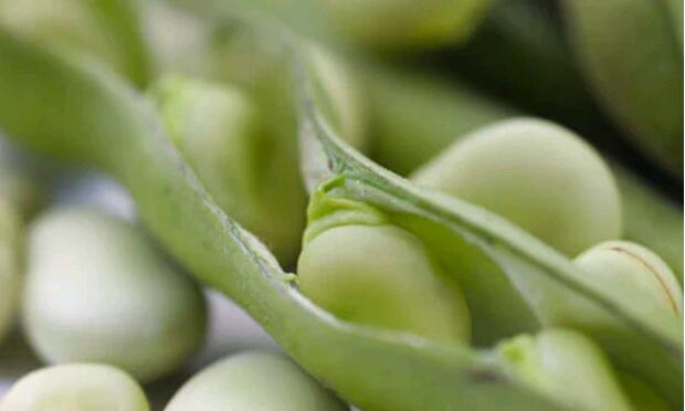 蚕豆，豌豆，蚕豆加工，蚕豆批发，蚕豆病禁忌，吃蚕豆的好坏处
