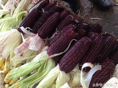 黑玉米多少钱一斤2017,2018,种子价格,收购多少钱一斤,最新行情,价格表