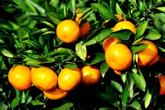 橘子和桔子有什么区别,橘子的功效与作用,橘子的种类有哪些,买橘子是什么梗