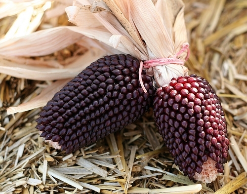 紫糯玉米对人体健康的重要性，甜玉米和糯玉米的区别
